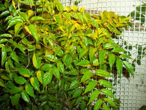 Free stock photo of plant Stock Photo