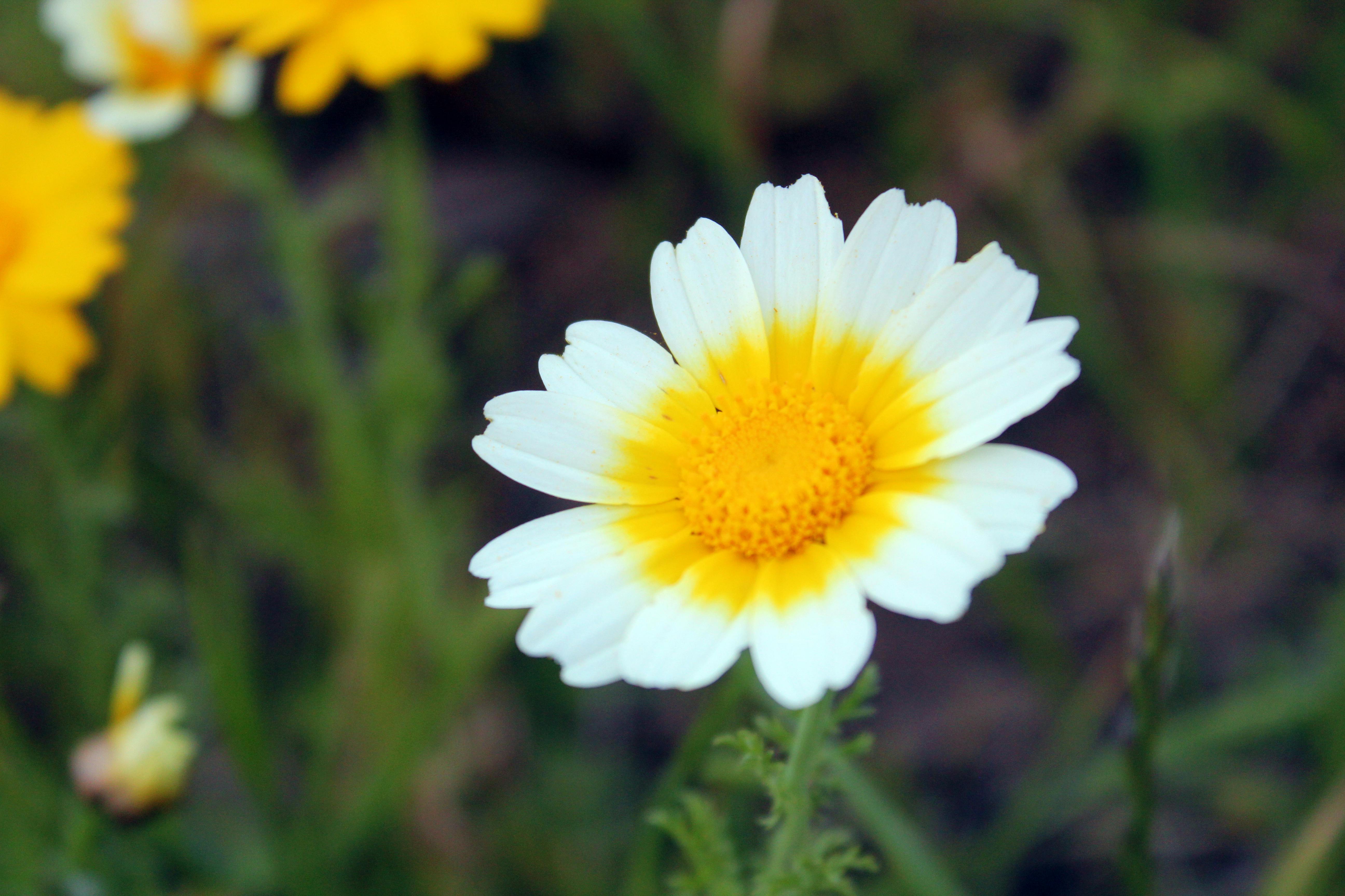 Free stock photo of daisy