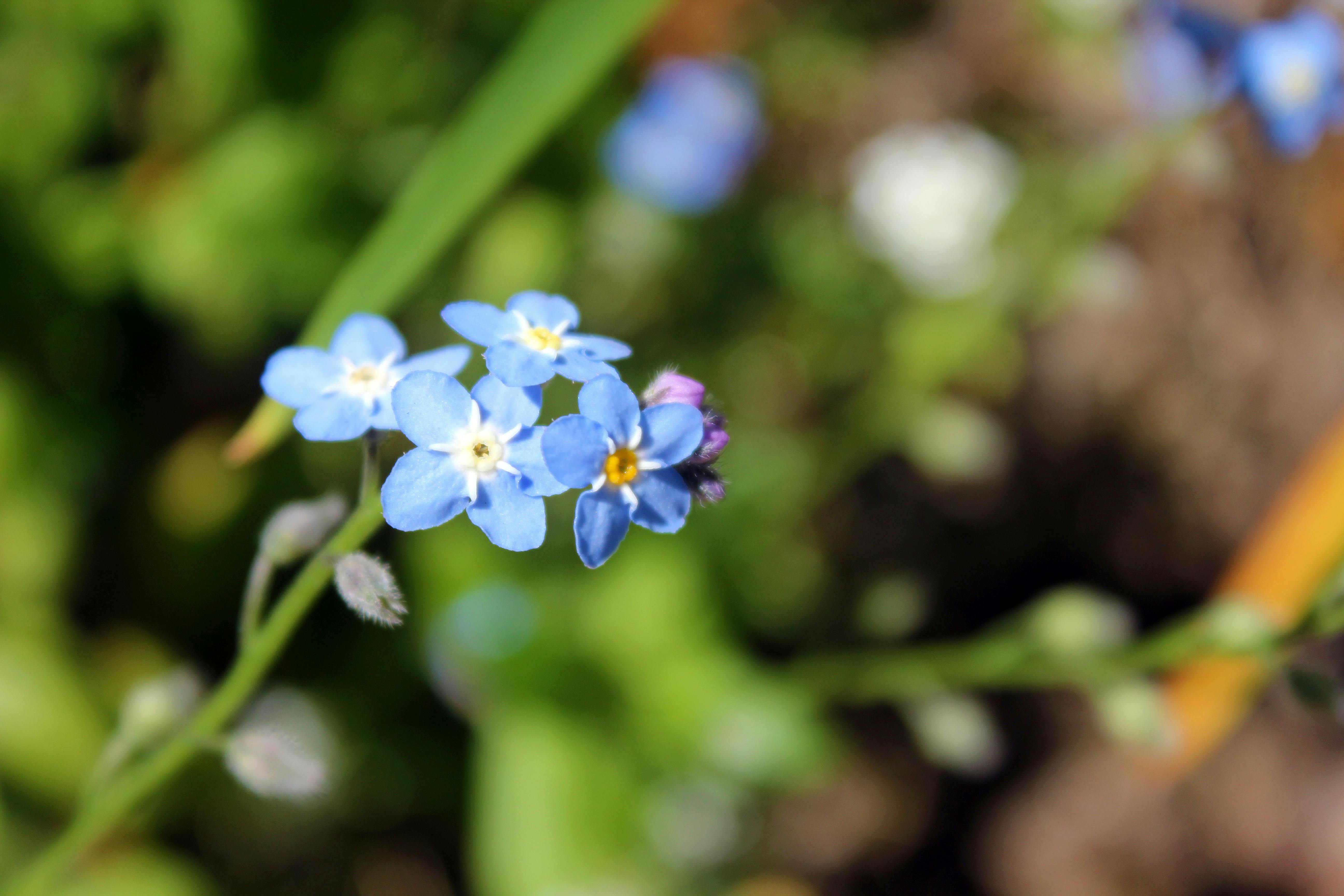 Free stock photo of me not