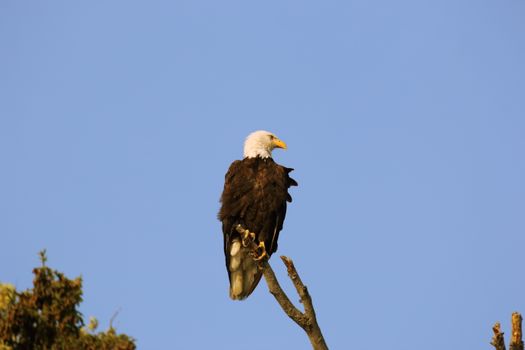 Eagle Perched on Tree Branch