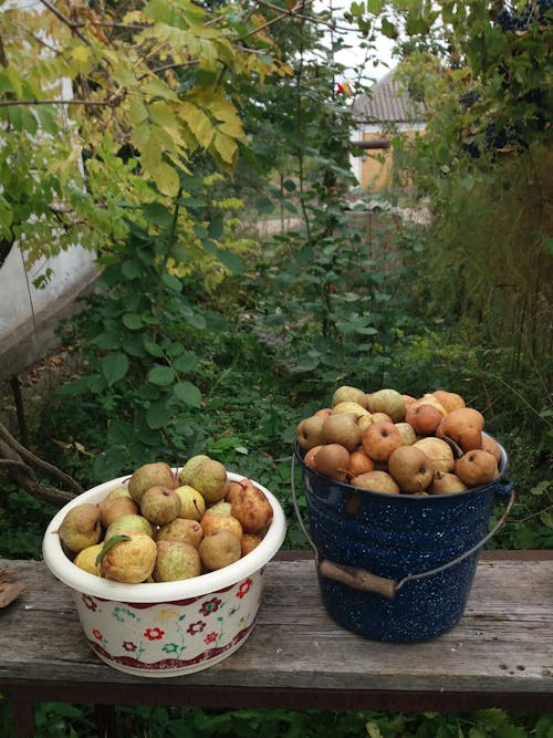Fresh Pears in the Buckets