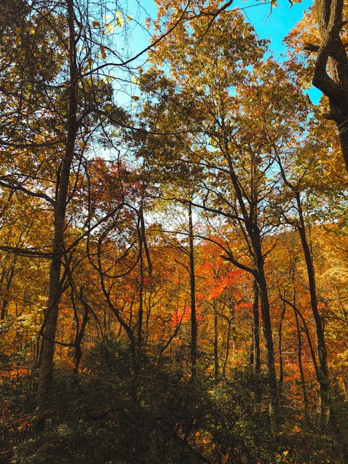 Gratis stockfoto met achtergrond, bladeren, blauwe lucht