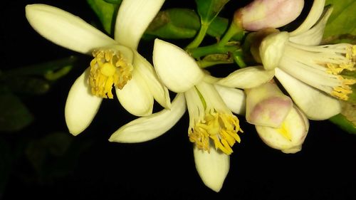 Free stock photo of blossoming, lemons Stock Photo