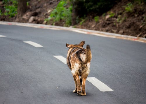 成人布朗和谭德国牧羊犬在巷道上行走的照片