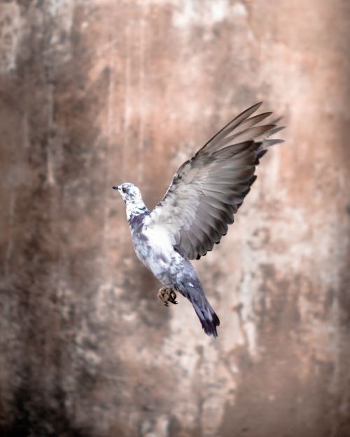 Free A beautiful pigeon captured in mid-air with wings gracefully spread against a textured wall. Stock Photo