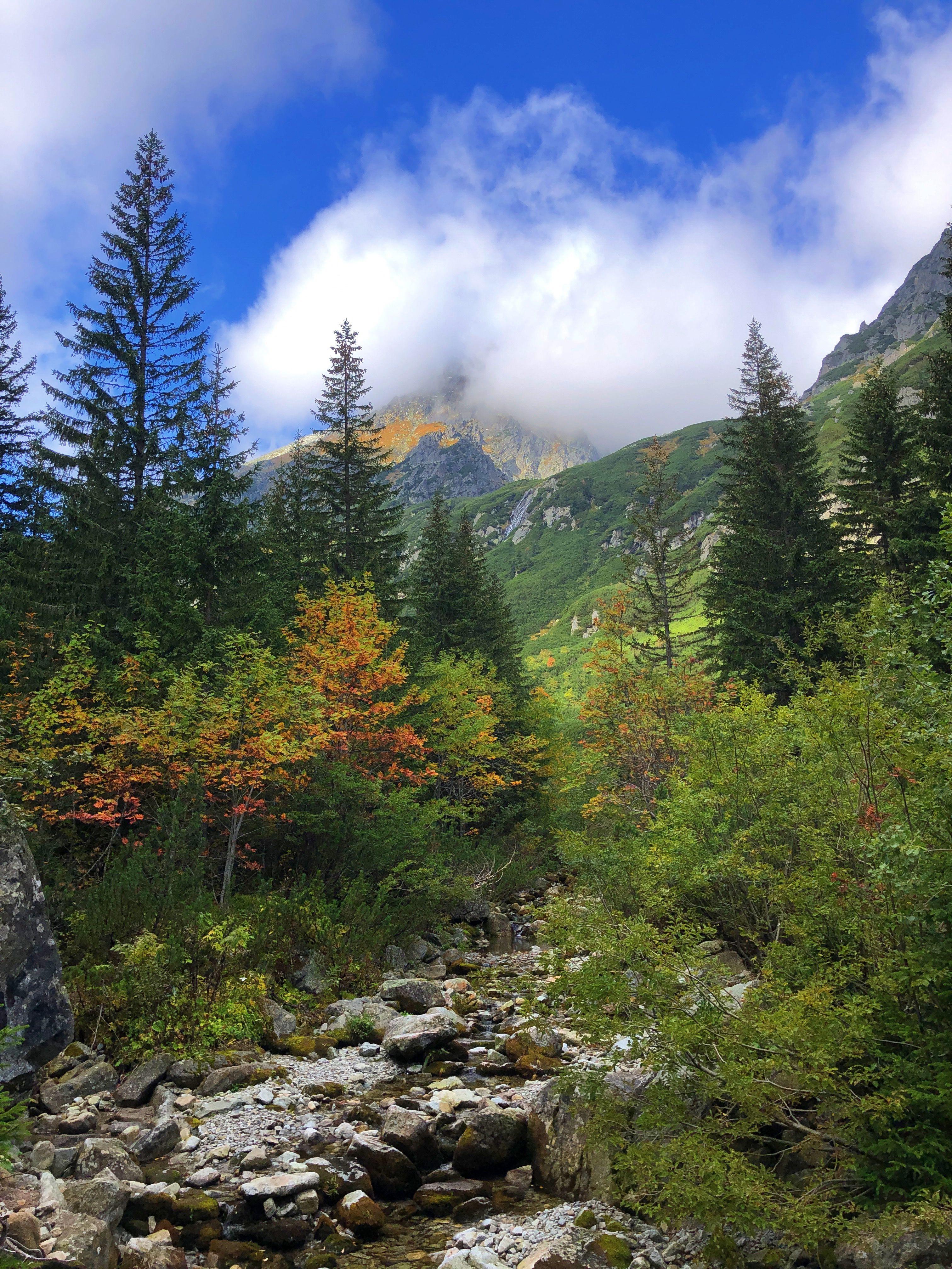 Trees on Mountain Under Blue Sky · Free Stock Photo