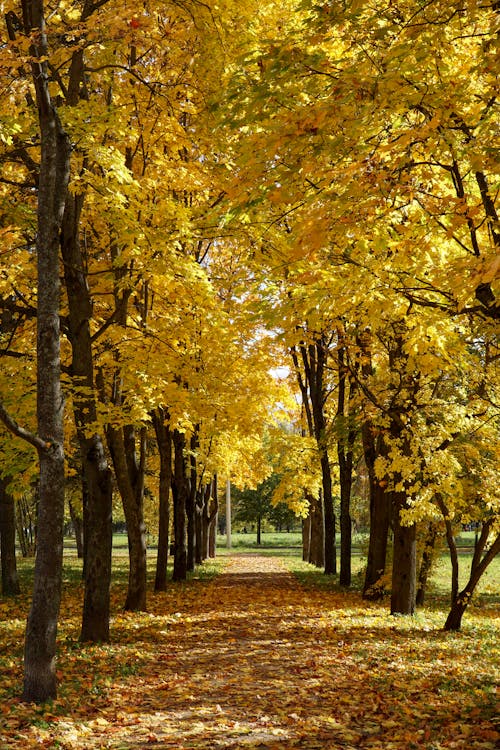 Foto profissional grátis de árvores, atraente, cores de outono