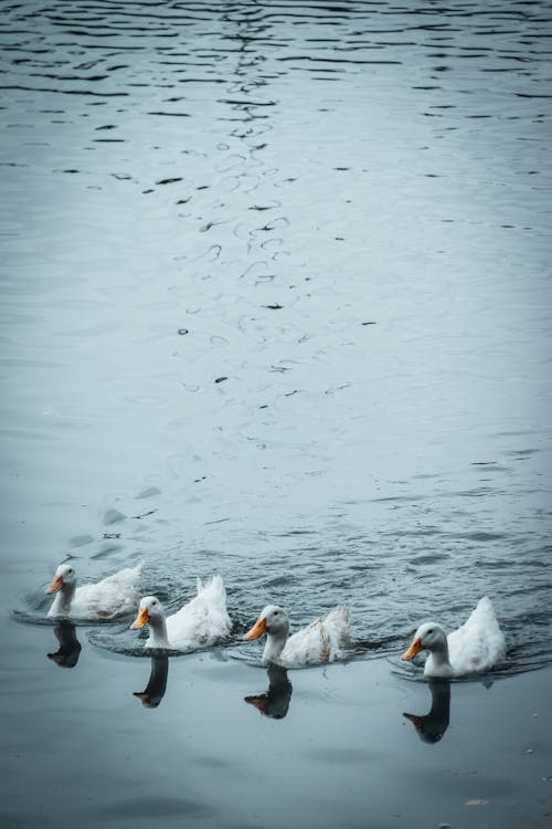 White Ducks on the Pond