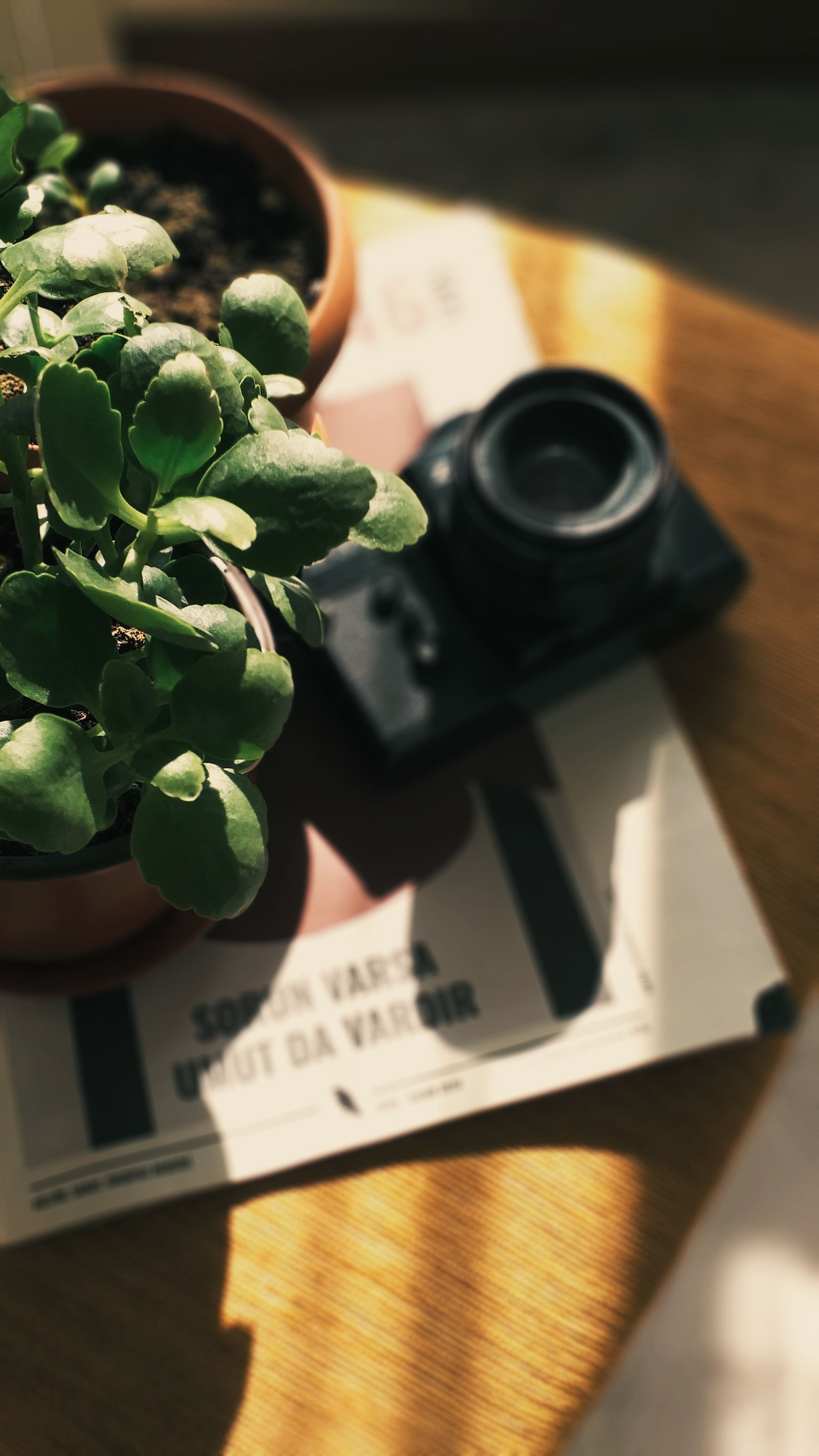 A potted plant and vintage camera sit on a sunlit wooden table, creating a cozy indoor scene.