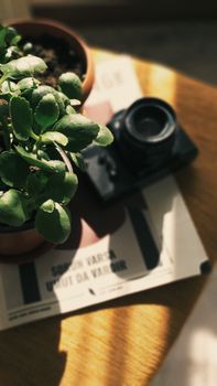 A potted plant and vintage camera sit on a sunlit wooden table, creating a cozy indoor scene.