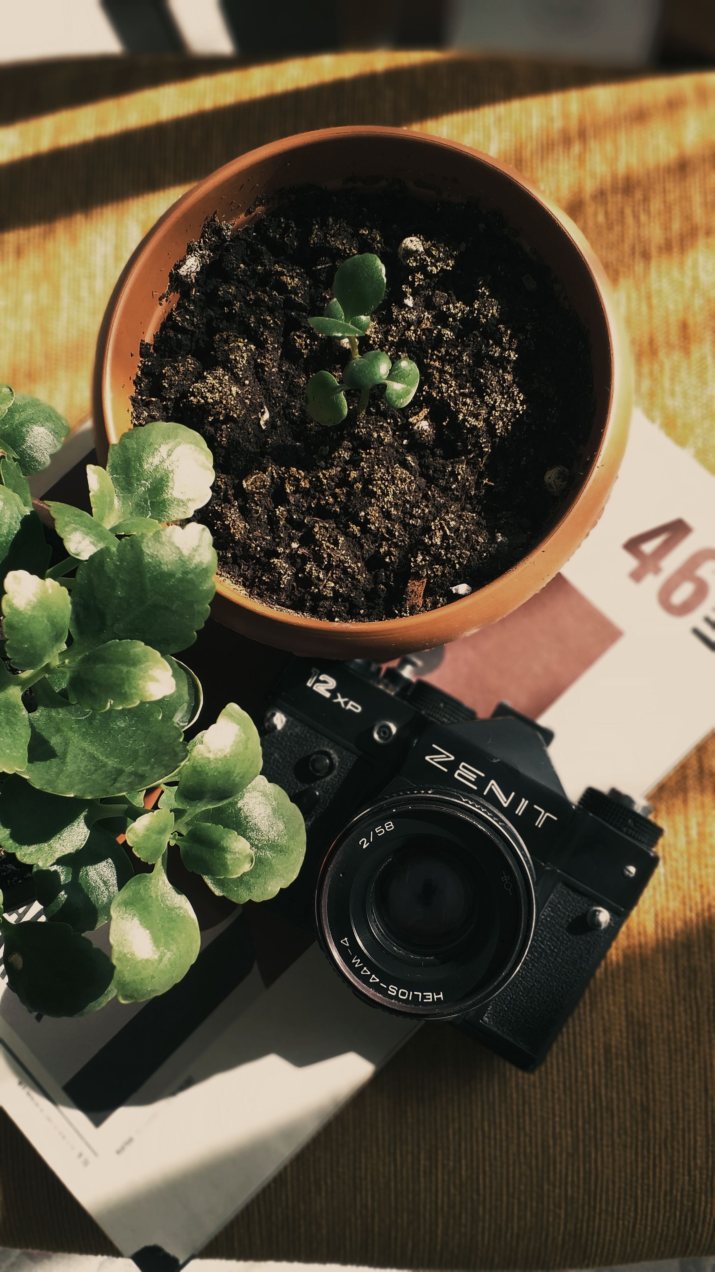 Top view of potted plants and a vintage Zenit camera on a wooden table with a magazine.