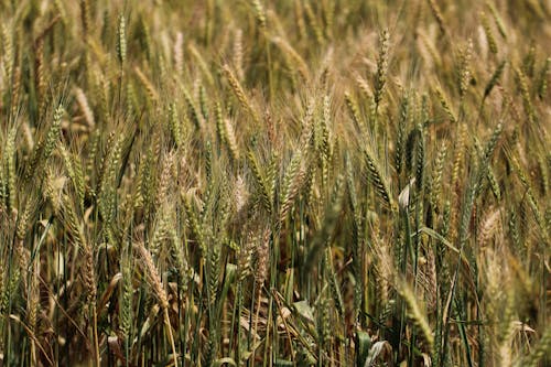 Fotos de stock gratuitas de agricultura, campo de trigo, cultivos