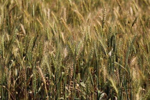 Close-up of Green Wheat