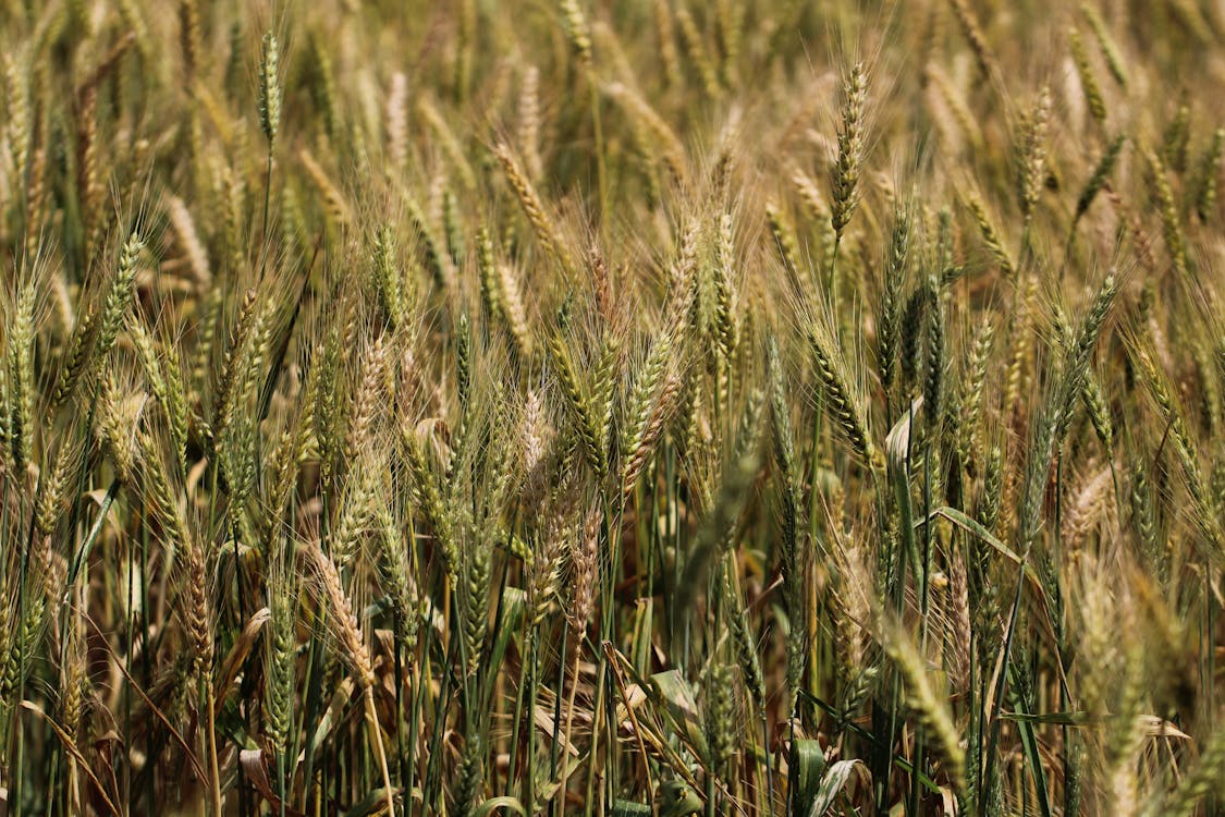 Close-up of Green Wheat