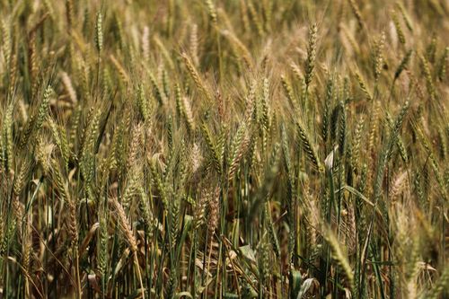 Free Close-up of a verdant wheat field basking in summer daylight, showcasing abundant crops. Stock Photo