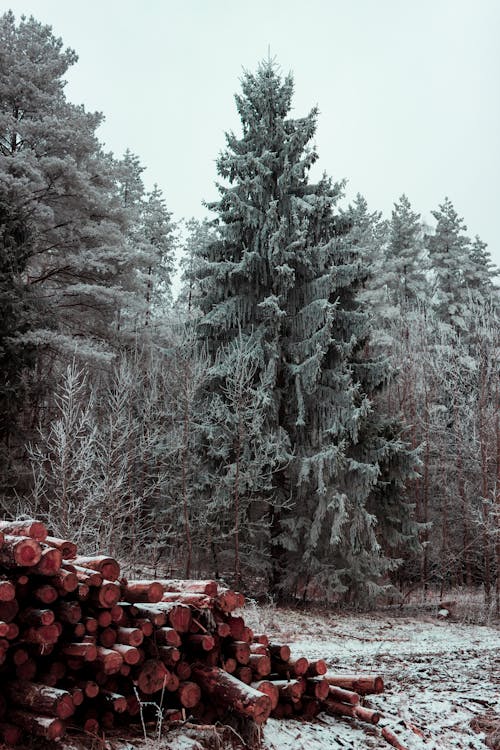 Green Trees Near Pile of Firewoods