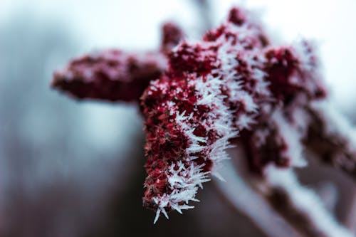 無料 赤い植物の浅い焦点写真 写真素材