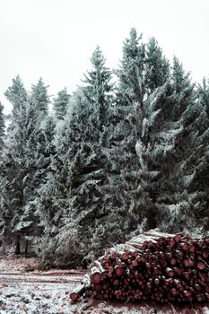 冬日白雪皑皑的常绿森林中，堆着一堆砍伐的原木