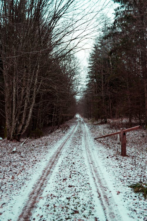 Imagine de stoc gratuită din alba ca zapada, anotimp, arbore