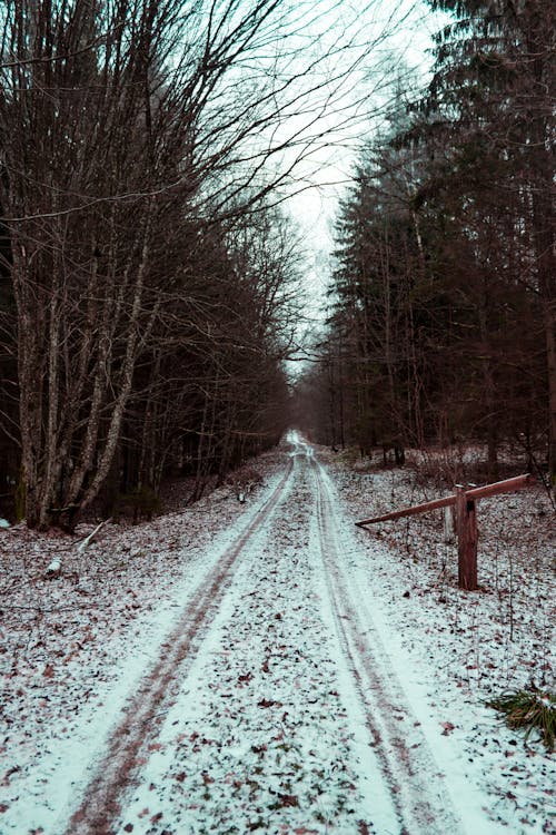 Road Between Bare Trees Under White Sky