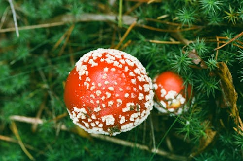 Close-Up Shot of a Mushroom