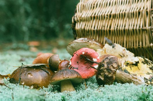 A variety of colorful mushrooms on a forest floor next to a woven basket.