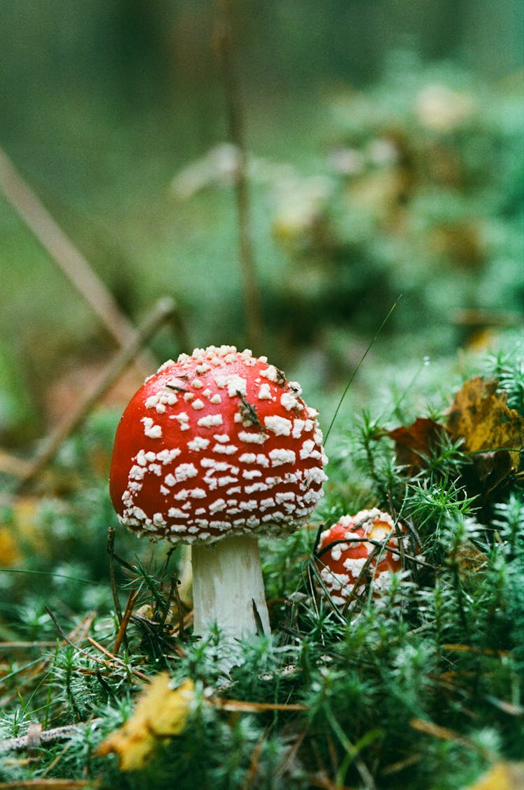 Two Of Red Toadstools Growing Together In Forest Moss