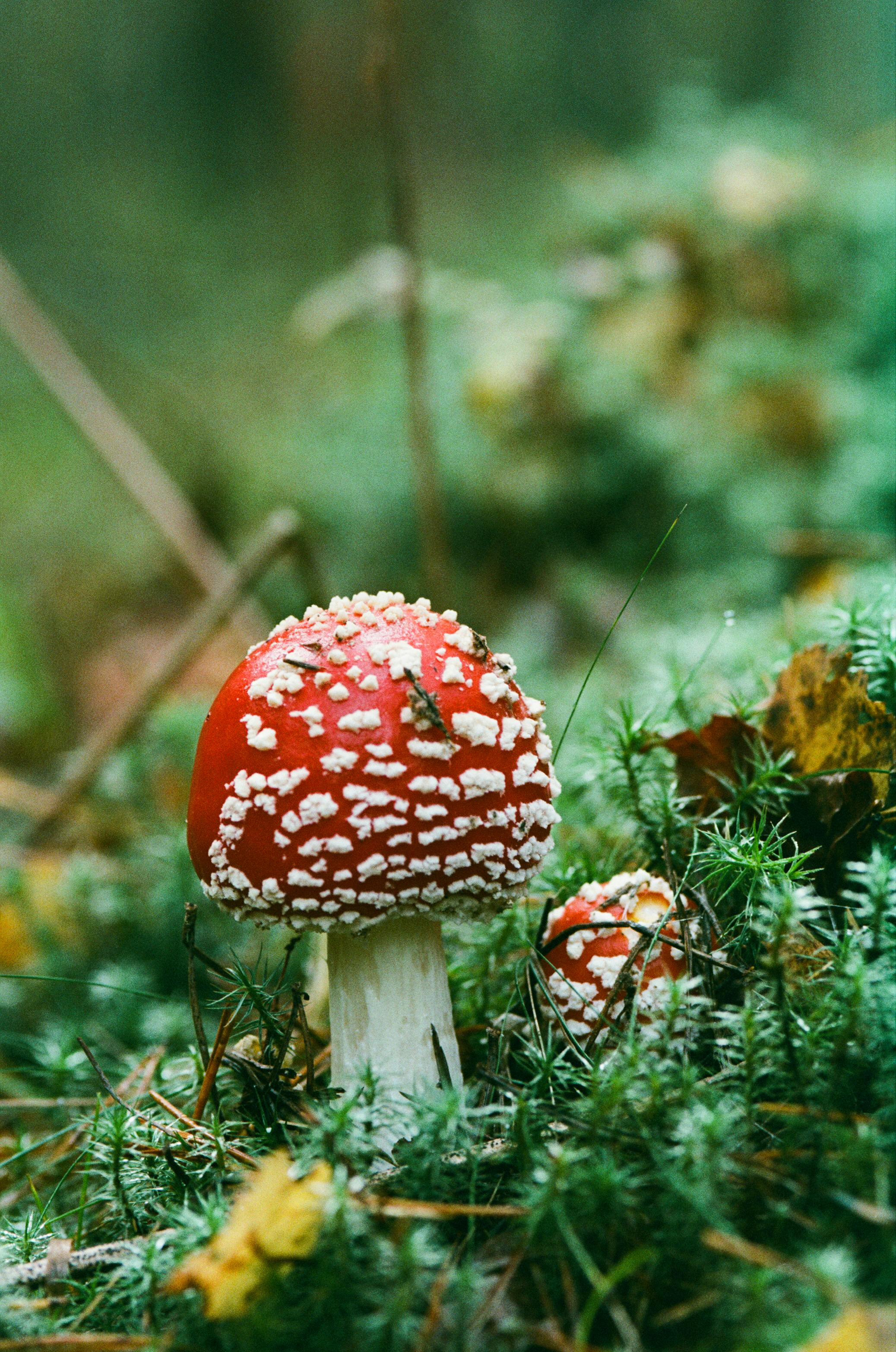 Toadstools Photos, Download The BEST Free Toadstools Stock Photos & HD ...