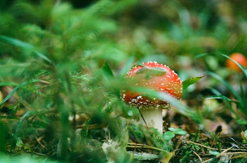 Free Red and White Mushroom on Green Grass  Stock Photo
