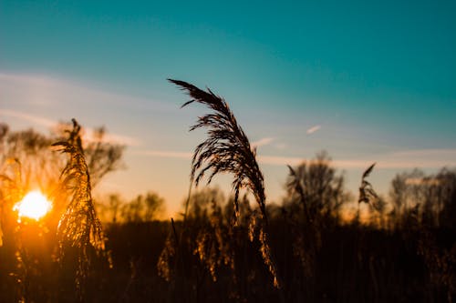 Kostnadsfri bild av bakgrundsbelyst, gryning, himmel