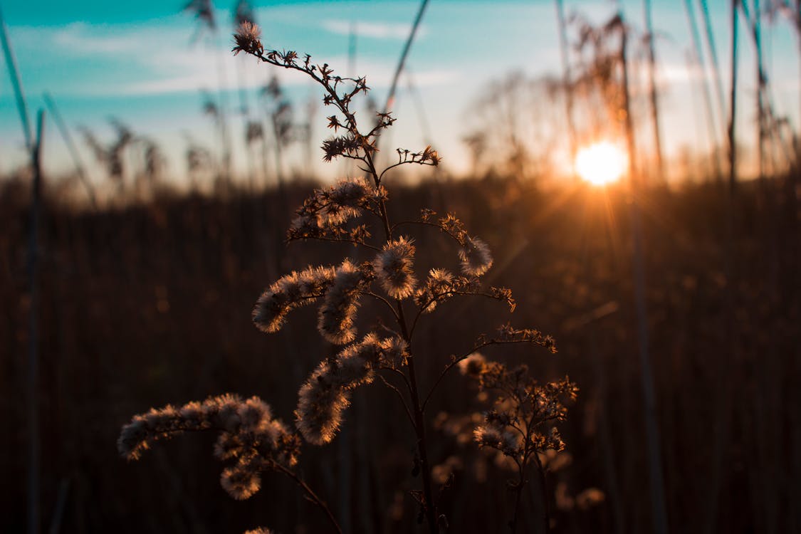 Ilmainen kuvapankkikuva tunnisteilla aamu, auringonlasku, auringonvalo