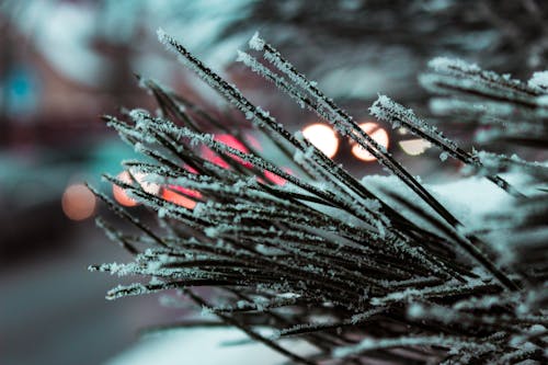 Macro Photography of Needle Leafed Plant With Snowflakes