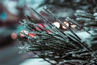 特写镜头中，霜冻的松针映衬着冬季背景里模糊而色彩缤纷的散景灯光