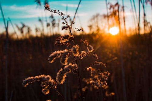 Silhouette of Plant during Golden Hour