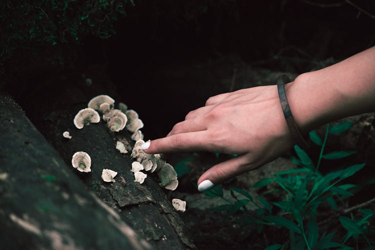 Touching The Mushrooms In A Wood