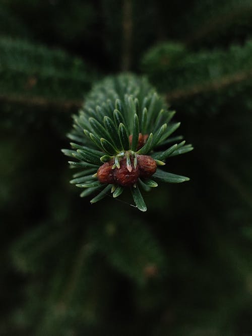 Gratis stockfoto met bladeren, dennenboom, detailopname