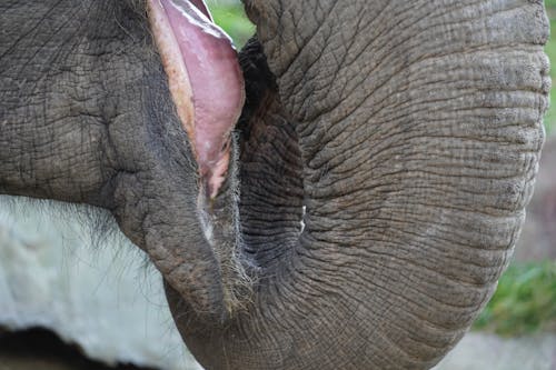 Foto d'estoc gratuïta de animal, animal safari, bagul