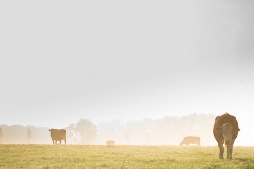 Herd of Cattles in Grass Field