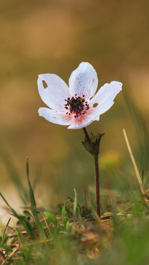 Free Close-Up Shot of a White Poppy Anemone in Bloom Stock Photo
