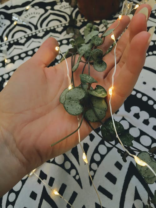 Hand Holding Plant and a Decorative Light 