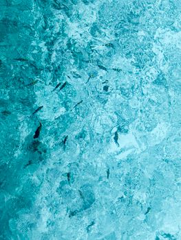 A birds-eye view of fish swimming gracefully in crystal clear blue water, creating natural patterns.