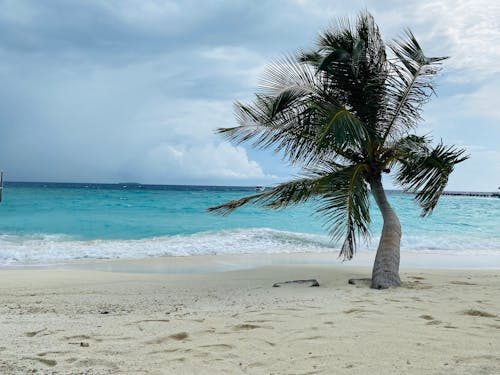 Immagine gratuita di acqua turchese, albero di cocco, bagnasciuga