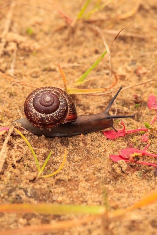 Kostnadsfria Kostnadsfri bild av blötdjur, gastropod, närbild Stock foto