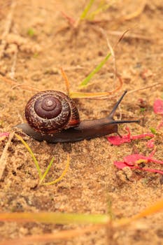 Close-up shot of a snail crawling on sandy terrain, showcasing its intricate shell pattern and environment.