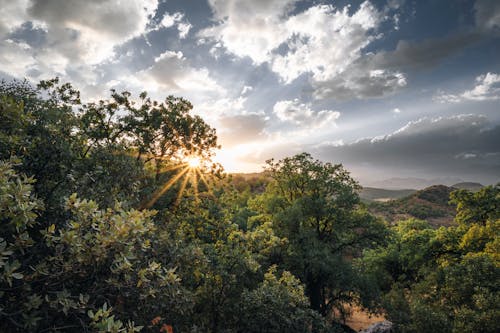 Green Trees During Sunset