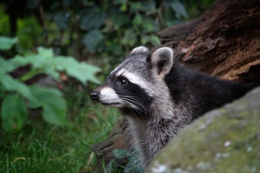 A raccoon captured in a natural forest setting in Germany, showcasing its distinct features.