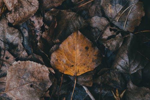 Безкоштовне стокове фото на тему «висушене листя, впритул, земля»