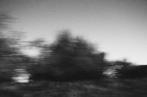 คลังภาพถ่ายฟรี ของ ขาวดำ, ต้นไม้, เกรย์สเกล