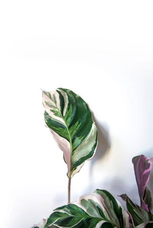 Free Colorful Calathea plant leaves on a minimalist white backdrop, highlighting its vibrant patterns. Stock Photo