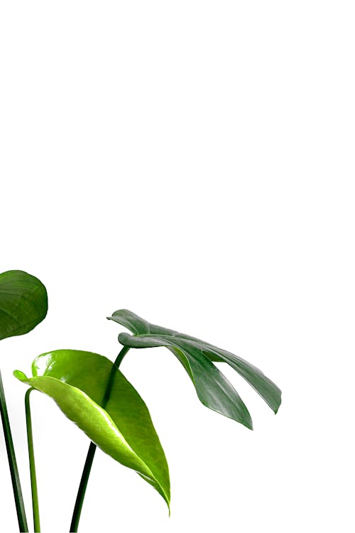 Free Green Leaves With White Background Stock Photo